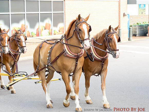 20160704-Parade-0204